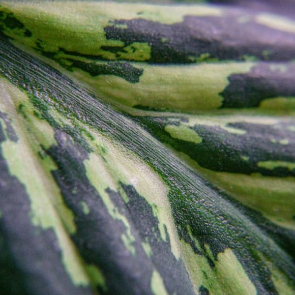 Photo vegetable inks