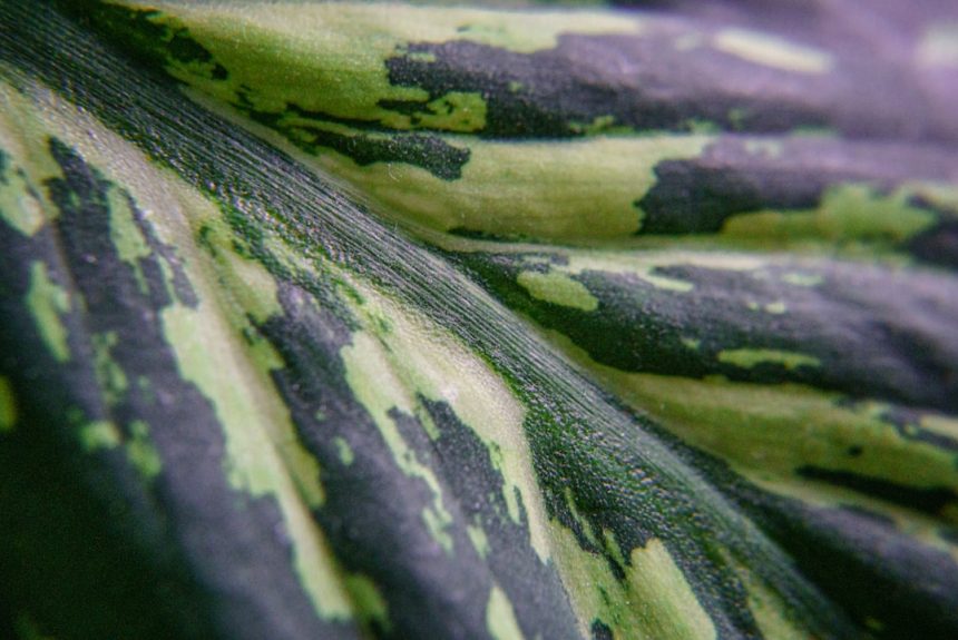 Photo vegetable inks