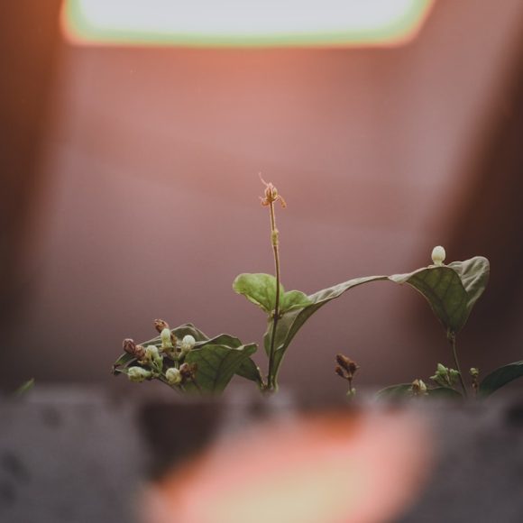 image-12 Photo underestimating growth phase