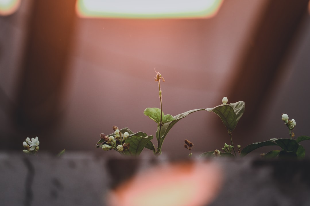 image-12 Photo underestimating growth phase