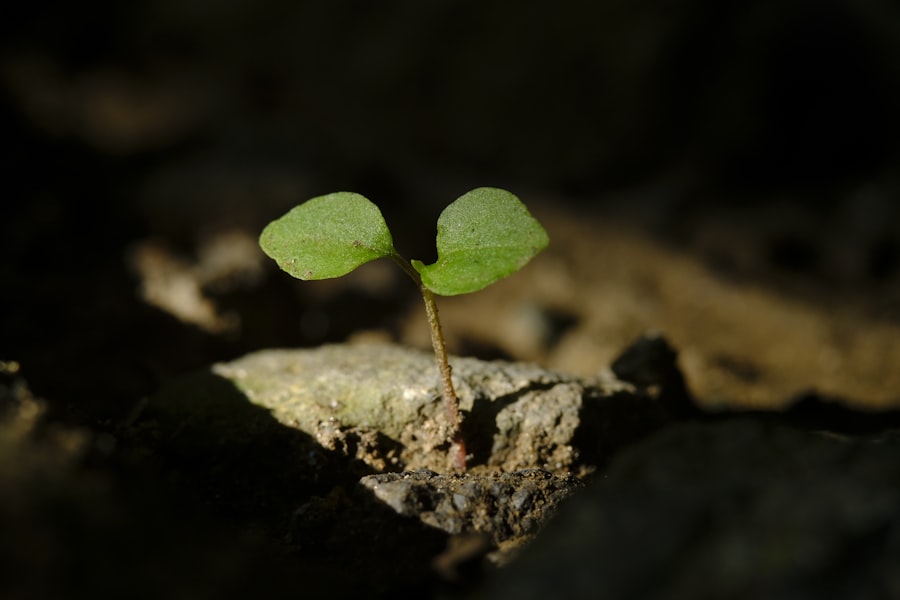 Photo underestimating growth phase